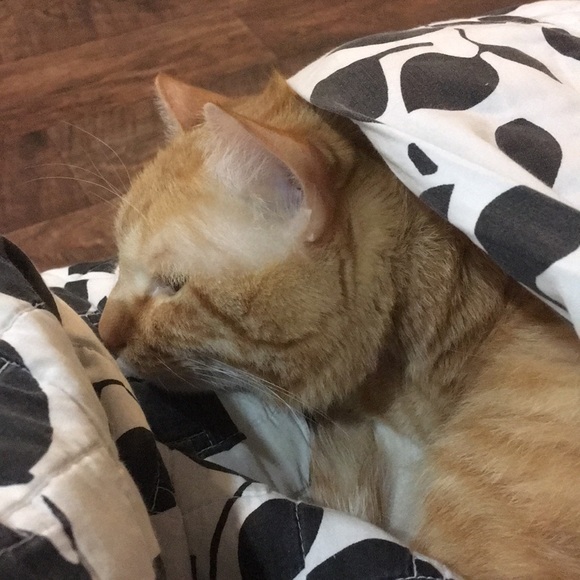 Meet your Posher, Jessica - Picture 1 of 1